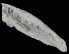 Cimolichthys (Cretaceous Fish) Vertebra - Kansas #61438-4